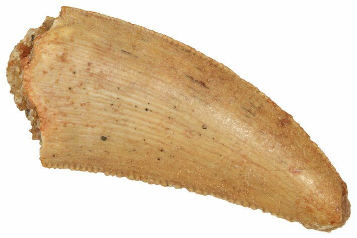 Serrated Raptor Tooth - Real Dinosaur Tooth #371480